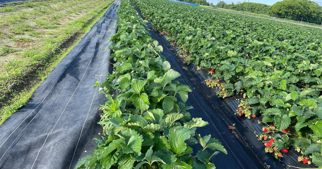 小川農場のいちご畑