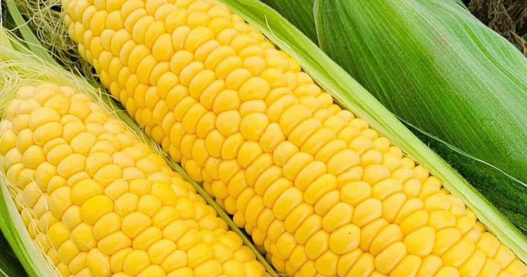 小川農場様のとうもろこし（ゴールドラッシュ）