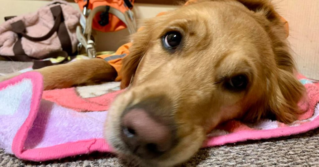 カムイスキー場での介助犬