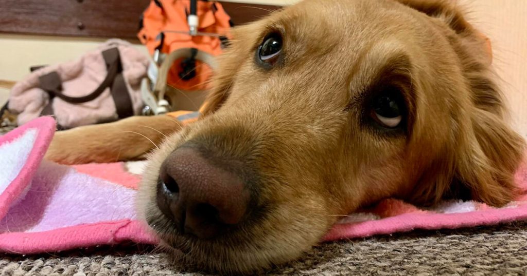 カムイスキー場での介助犬