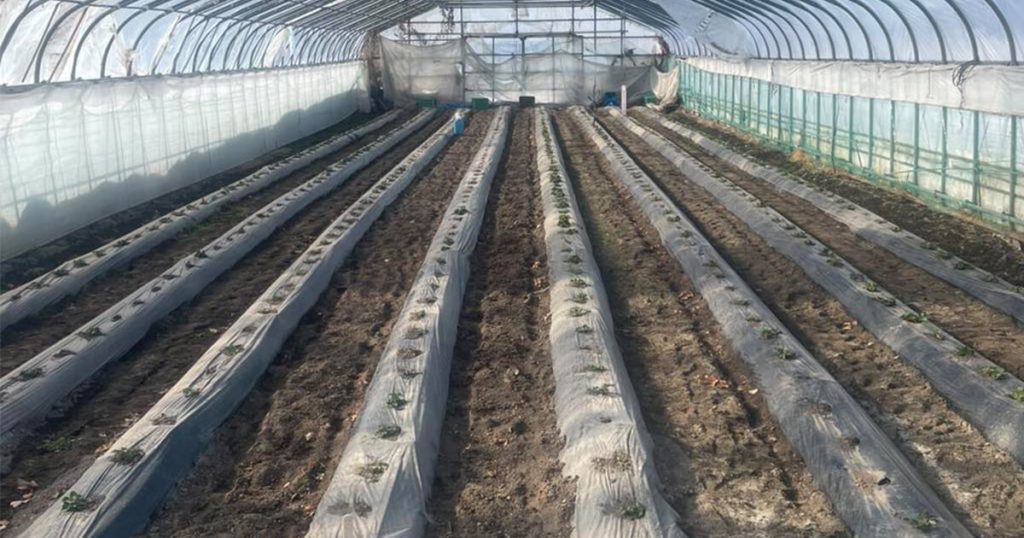 小川農場のビニール掛け後の様子