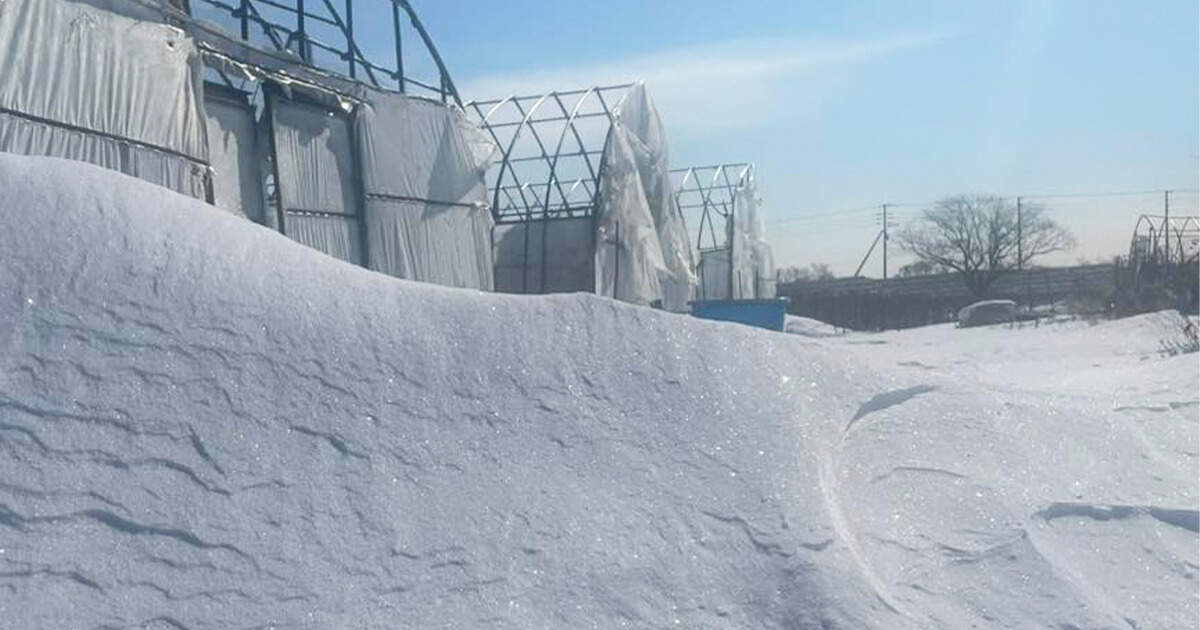 小川農場のビニール掛け前の様子