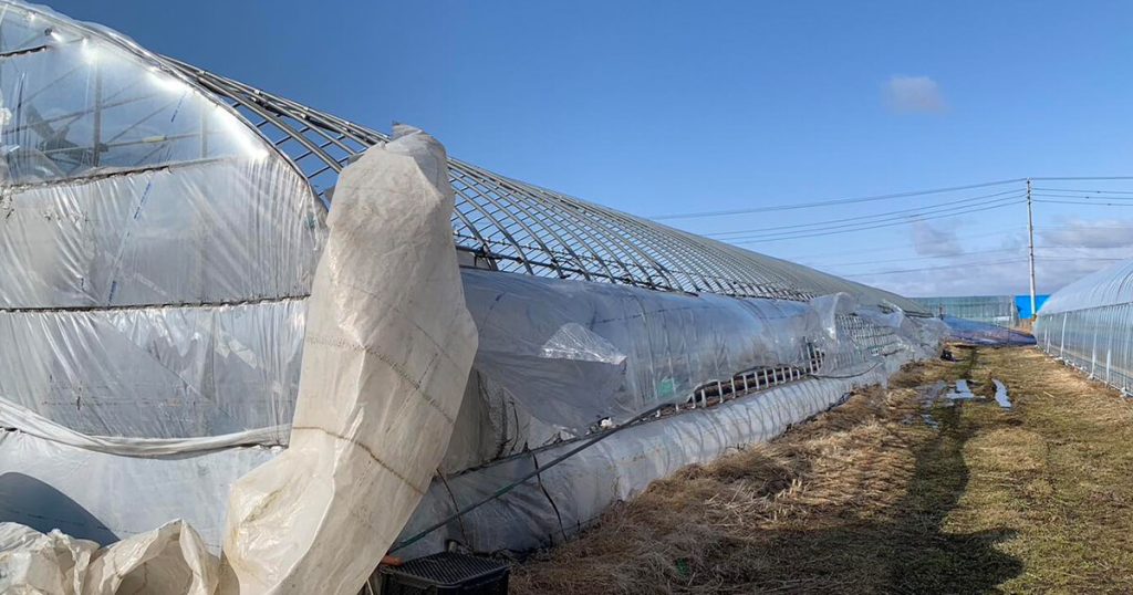 小川農場のビニールハウスの様子