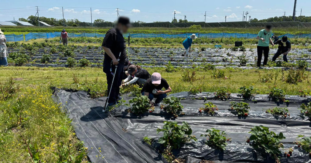 いちご狩りツアー2025の畑での様子