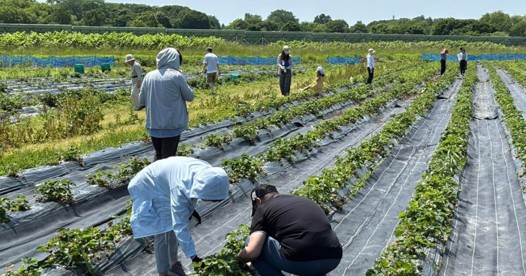 いちご狩りツアー2025の畑での様子