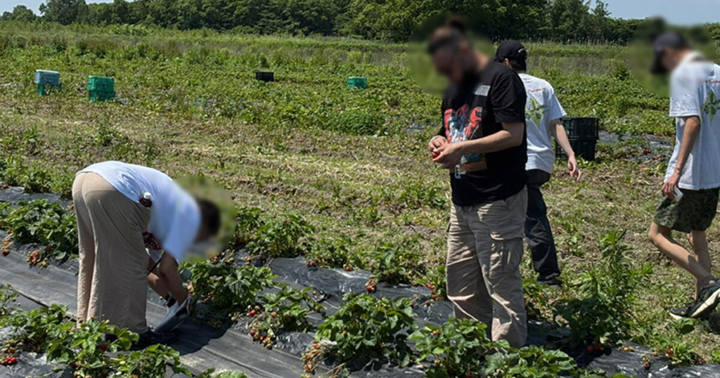 いちご狩りツアー2025の畑での様子