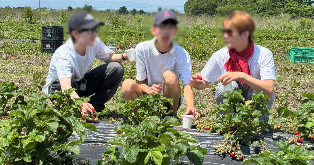 いちご狩りツアー2025の畑での様子