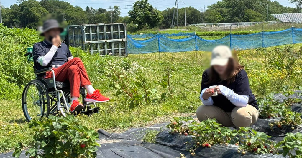 いちご狩りツアー2025の畑での様子