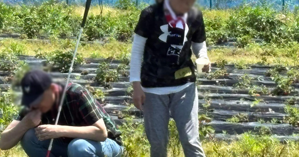 いちご狩りツアー2025の畑での様子